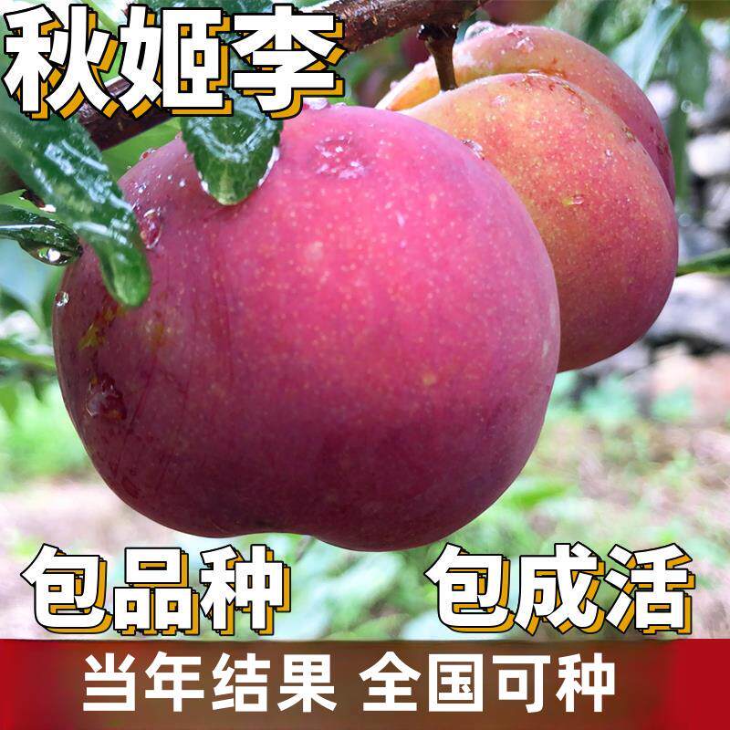 秋姬李子树苗南北方庭院地栽特大果树盆栽嫁接脱骨甜脆当年结果