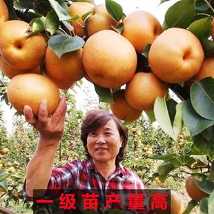 梨树果苗嫁接苗沙梨秋月梨皇冠梨树果苗活苗南北方种植盆栽地栽苗