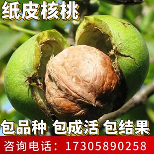 纸皮核桃树果苗南北方耐寒特大号活苗盆栽嫁接薄皮大树当年结果