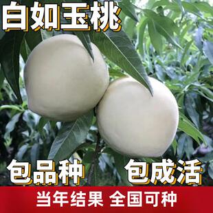白如玉桃子苗树南北方庭院地栽特大果树盆栽嫁接桃树果苗当年结果