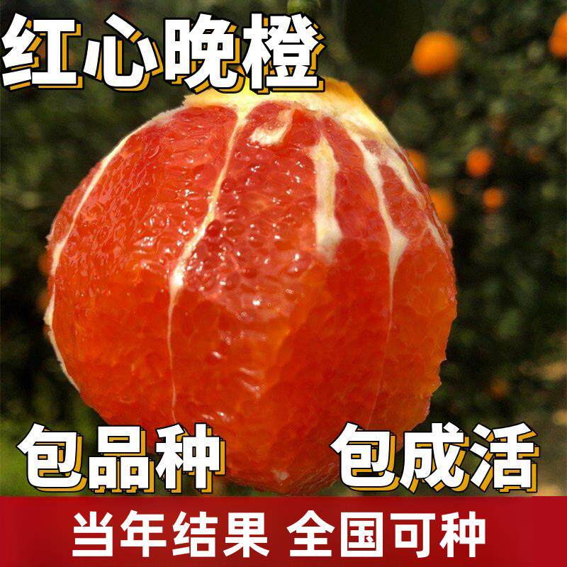 红心晚橙苗南北方庭院地栽特大果树果苗盆栽嫁接橙子树苗当年结果