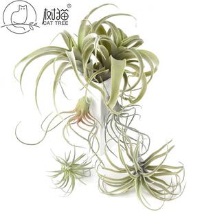 仿真花植毛空气凤梨 假多肉植物空气草小吊藤墙面装饰老人须松萝