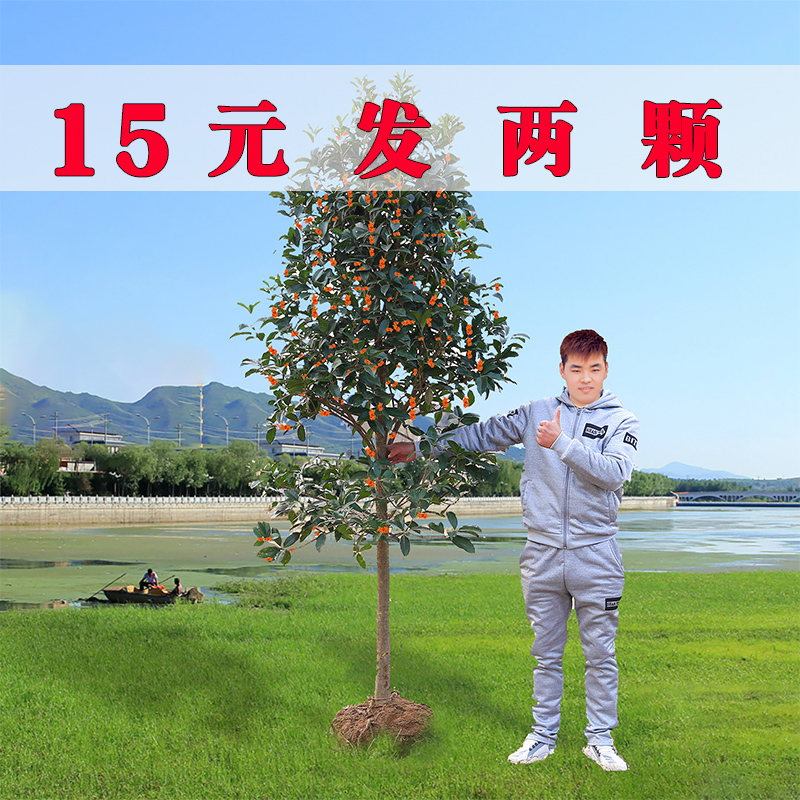 桂花树苗金桂浓香型大型庭院四季开花八月室外月月桂嫁接四季桂花
