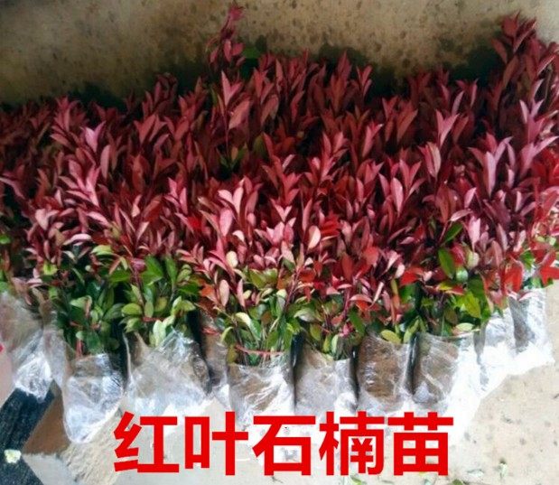 绿化苗红叶石楠小苗庭院红头石楠苗红罗宾四季常青绿化植物篱笆苗