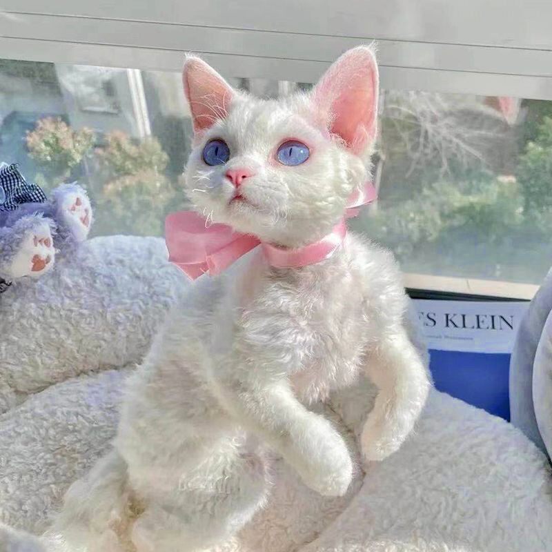 德文卷毛猫纯种幼猫赛级纯白蓝眼异瞳不掉毛高智商猫宠物猫咪活体