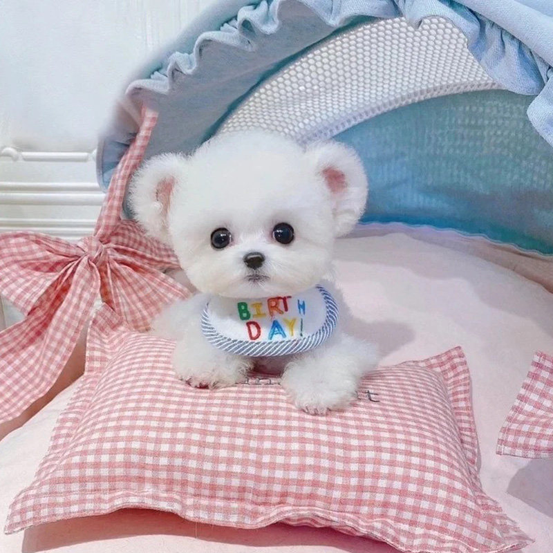 纯种比熊幼犬小型赛级小体袖珍茶杯犬长不大宠物活体米奇飞耳比熊