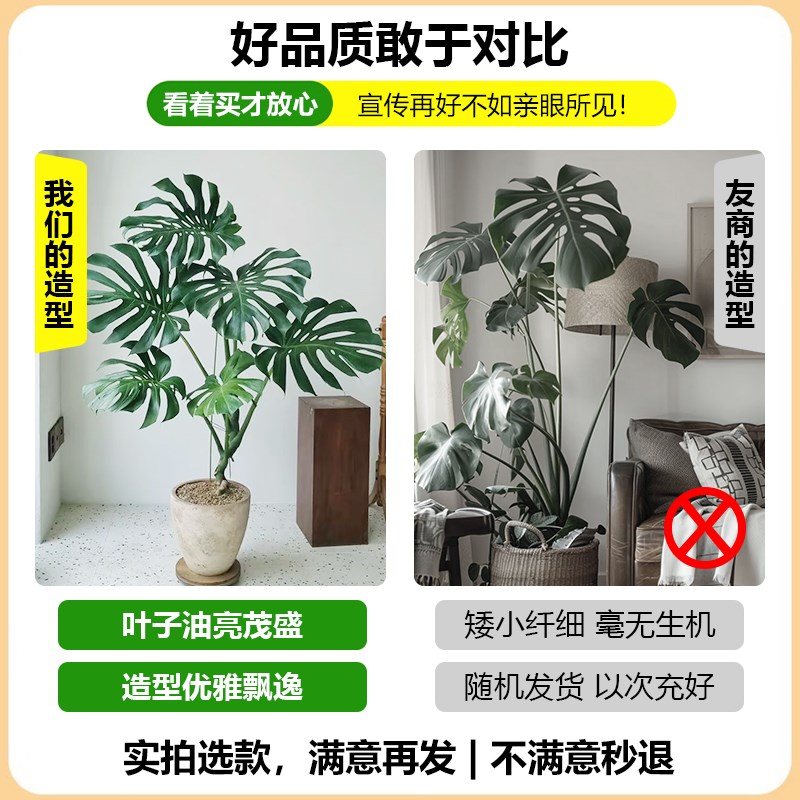 龟背竹客厅大盆栽室内高级感v绿植大叶老桩植物电视柜大型绿植落