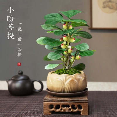 菩提树盆景小盼栽禅意办公