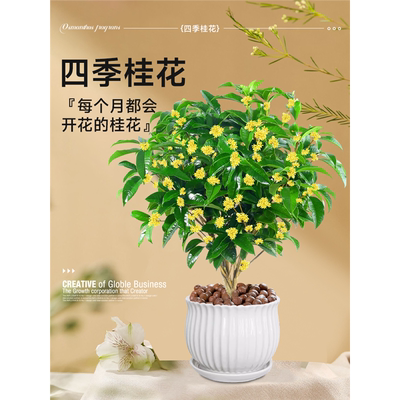 桂花树苗四季盆栽可食用开