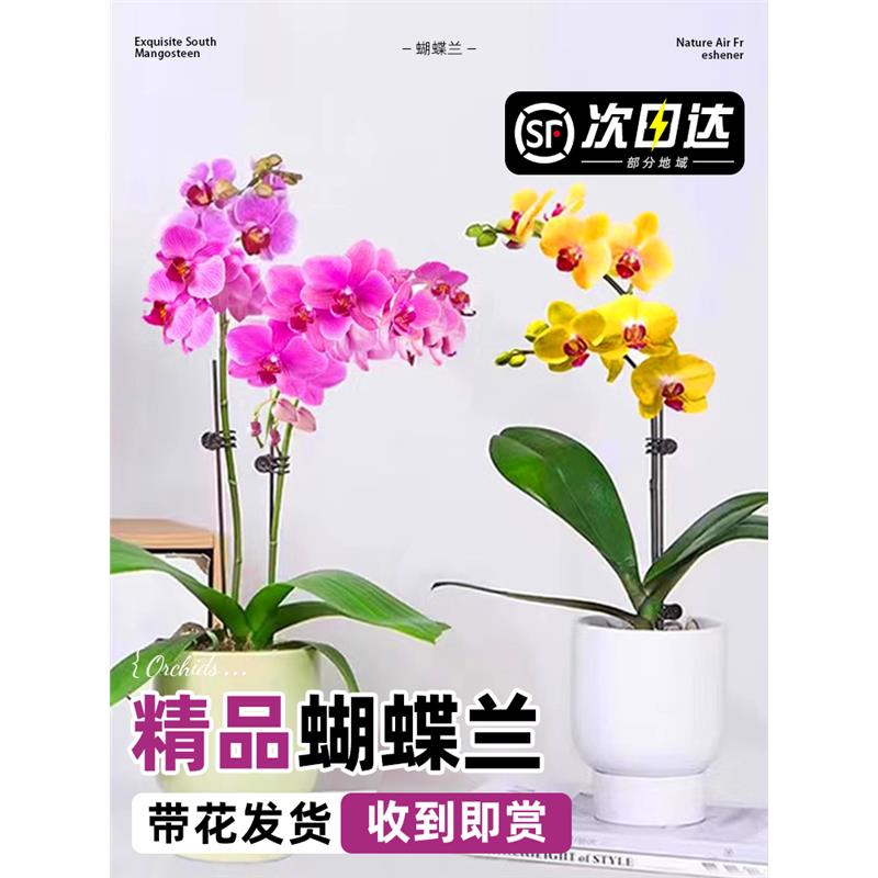 蝴蝶兰盆栽带花精品兰花大花冬季开花室内植物花卉四季好养活墨兰