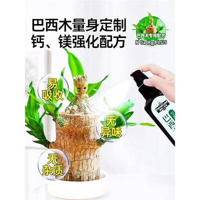 巴西木营养液专用肥料幸运