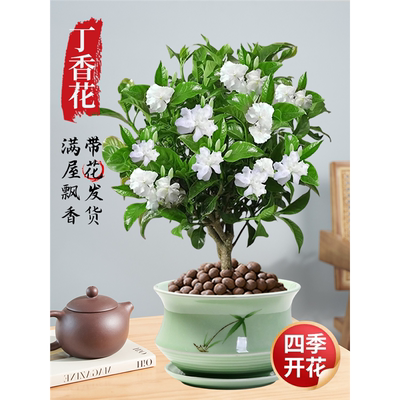 丁香花树苗水晶茉莉狗牙带