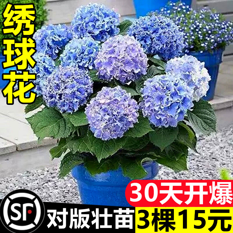 绣球花苗盆栽花卉植物室内好养的花四季开花不断无尽夏大花易成活 鲜花速递/花卉仿真/绿植园艺 时令草本花卉 原图主图