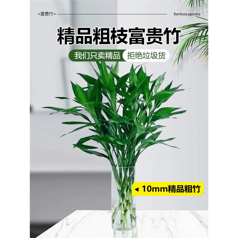 富贵竹水养基地直发培植物