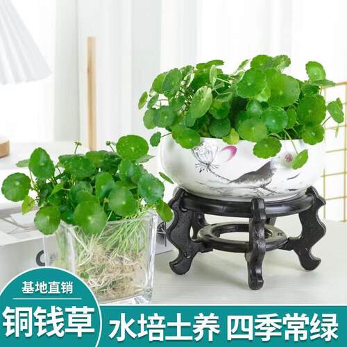 铜钱草无净化空气客厅