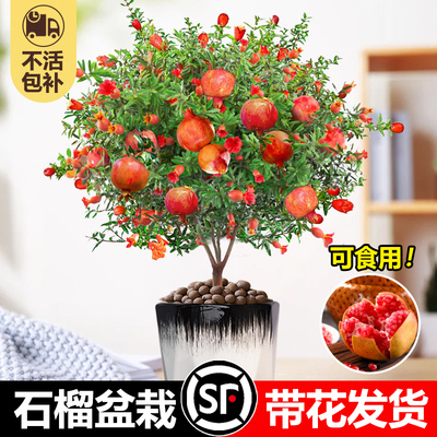石榴花盆栽带观赏果树苗室