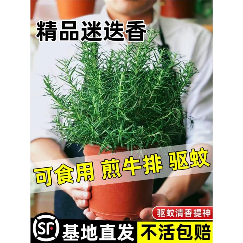 迷迭香苗盆栽可食用驱蚊植物香草薄荷苗水培花卉绿植物室内煎牛排