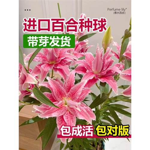 进口重瓣香水百合花种球盆