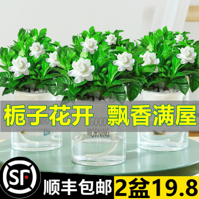 栀子花盆栽带苞水培卉大全