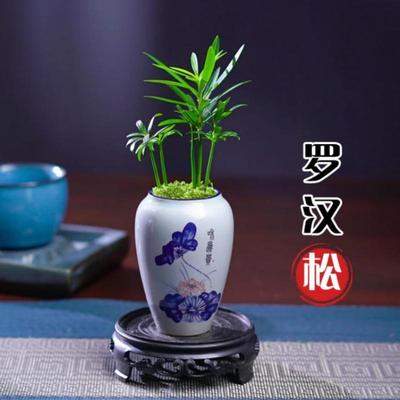 罗汉松盆景小栽客厅招财旺