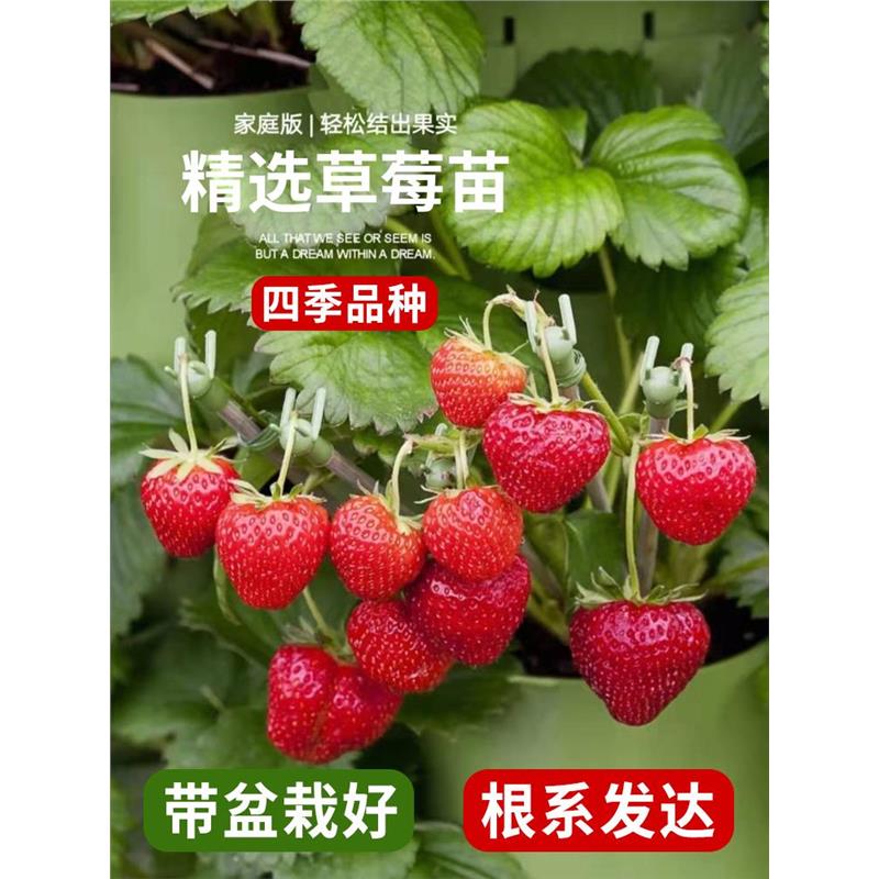 奶油草莓苗盆栽种籽子冬季带盆带土红颜四季结果可食用种植新秧苗