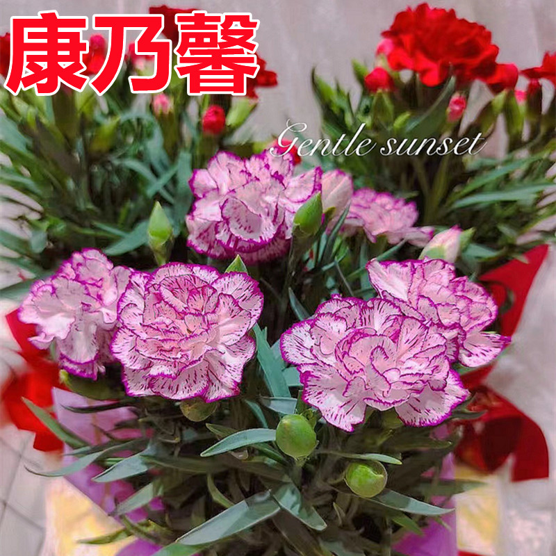 康乃馨鲜花盆栽带苞欧石竹