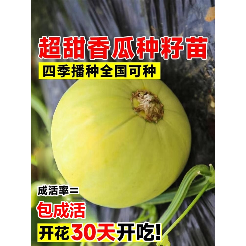 日本甜宝甜瓜种籽绿宝石甜瓜羊角蜜子香瓜西瓜苗蔬菜苗秧南方种植 - 实物图