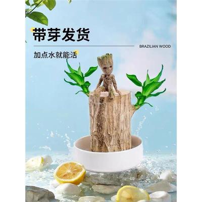 水培植物巴西木盆栽幸运开