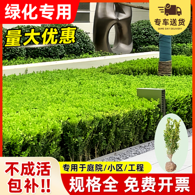小叶黄杨树苗瓜子四季常青