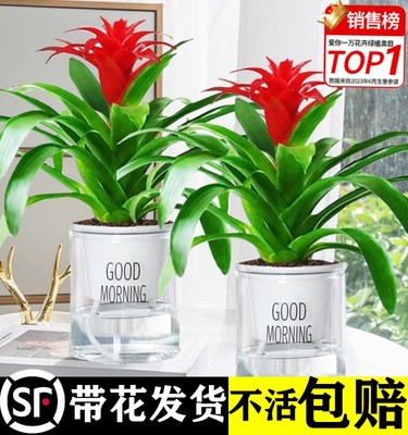 鸿运当头盆栽大适合客厅摆