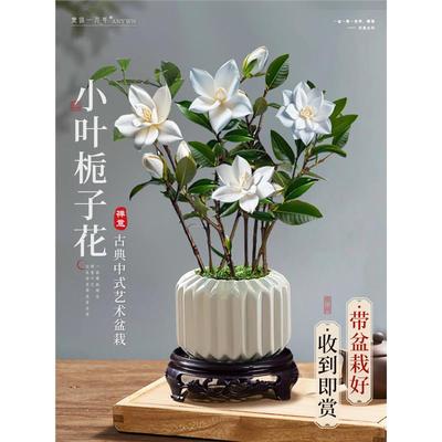 小叶栀子花盆栽开植物室内