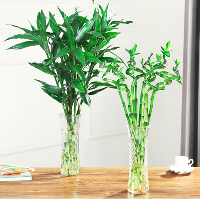 水培植物富贵竹转运竹观音竹植物绿萝室内花客厅绿植花卉节节高