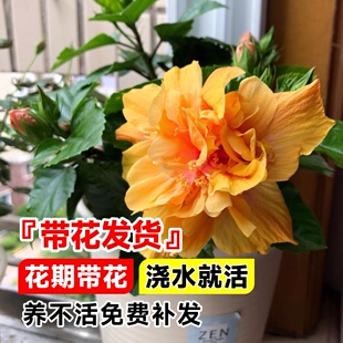 扶桑花盆栽重瓣带花苞红色朱槿牡丹植物室内阳台庭院花卉绿植