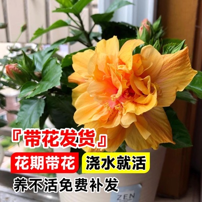 扶桑花盆栽重瓣带苞红色朱