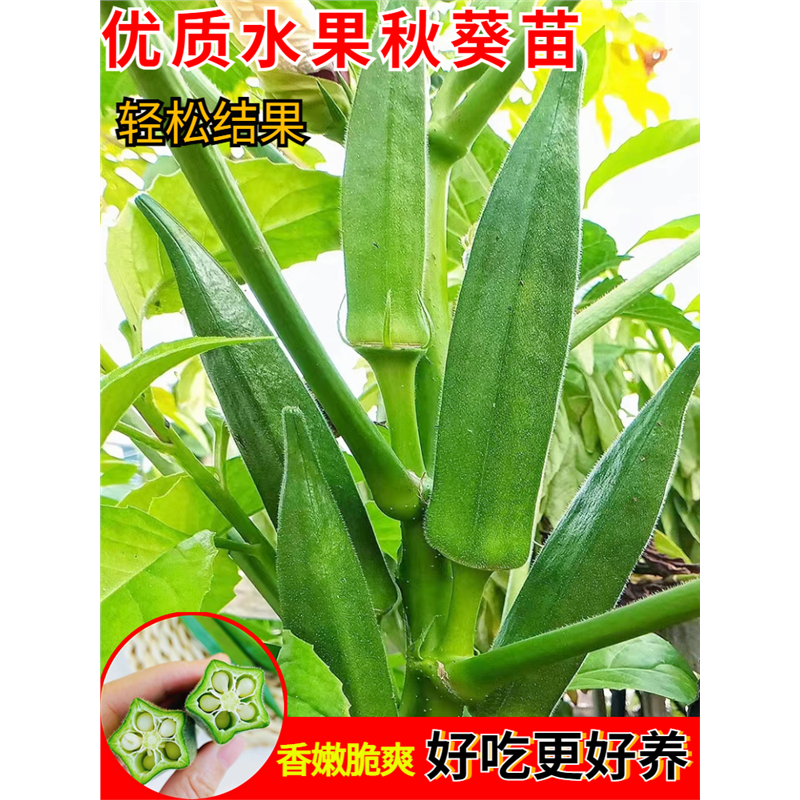 黄秋葵种子高产苗盆栽家庭