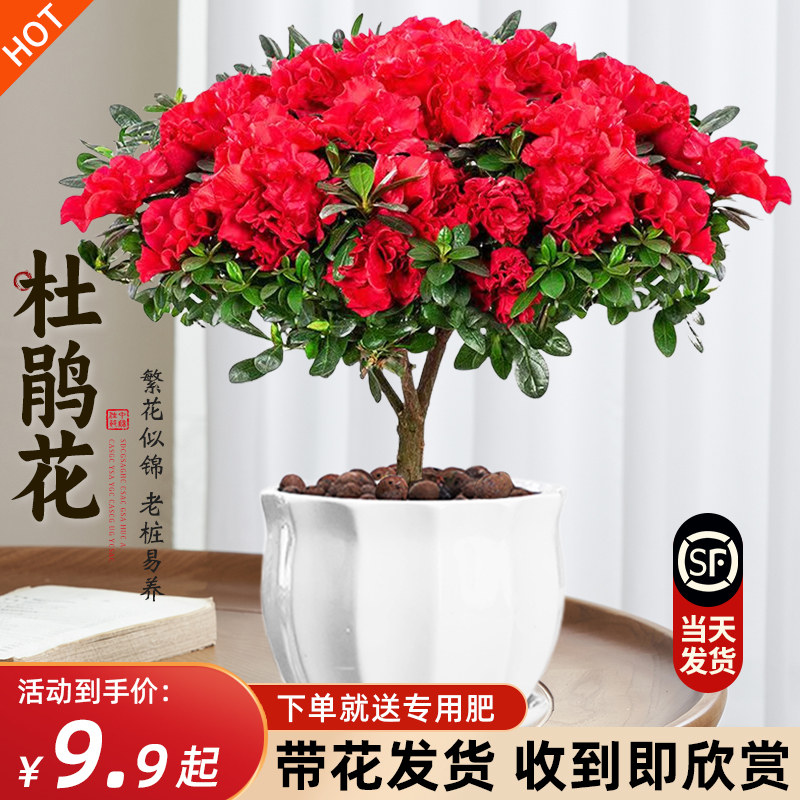 杜鹃花盆栽四季开带苞过年