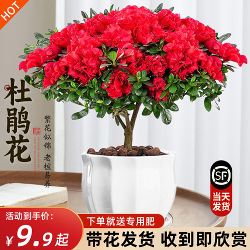杜鹃花盆栽四季开带苞过年