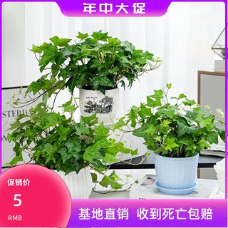 常春藤绿植盆栽植物室内净化空气吸甲醛四季常青吊兰爬藤好养花卉