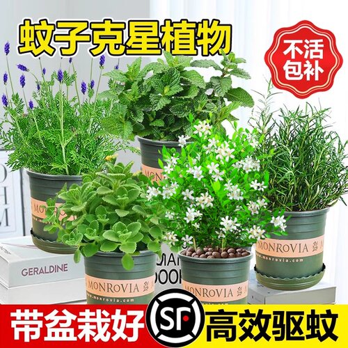 蚊子克星植物祛驱草室外内