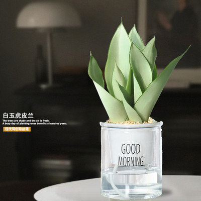 金边虎皮兰盆栽多肉绿萝水