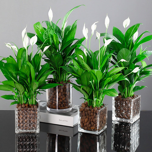 精品白掌盆栽一帆风顺水培植物室内好养花卉大盆绿植水养红掌四季