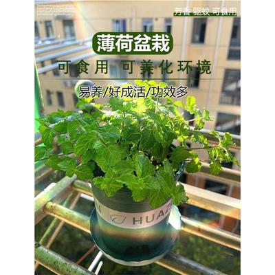 可食用薄荷盆栽驱蚊花草水