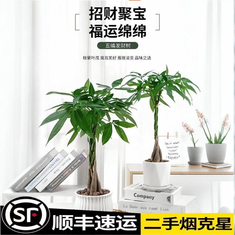 五辫发财树植物辫子发财树绿植办公室内桌面盆栽四季常青易活植物