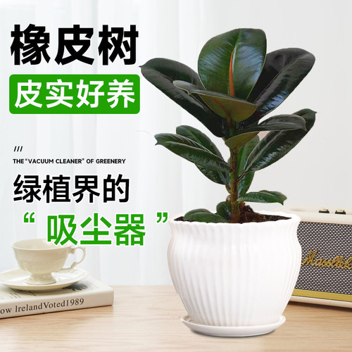 黑金刚橡皮树盆栽室内吸甲