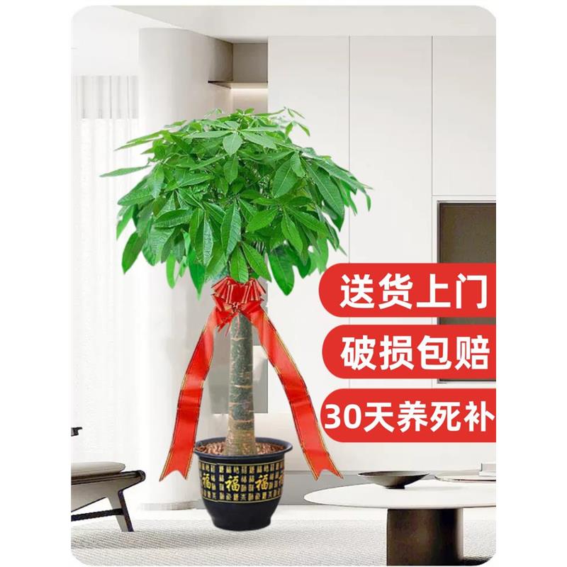 发财树盆栽室内摆客厅大型