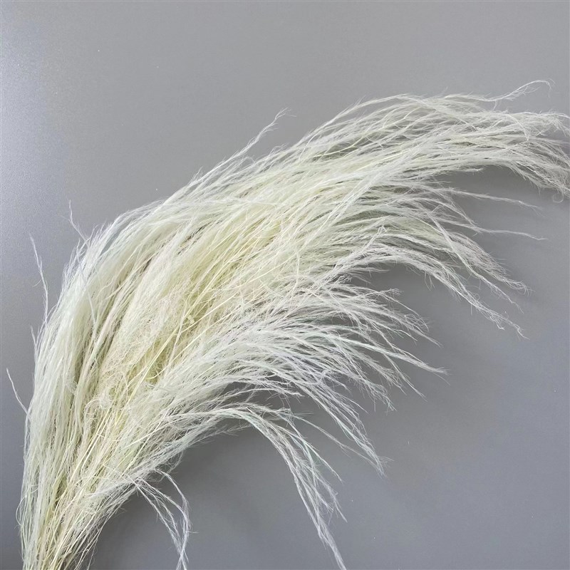 龙须草永生花干花吊米天然真花ins 家居插花装饰婚礼Y墙面软装花