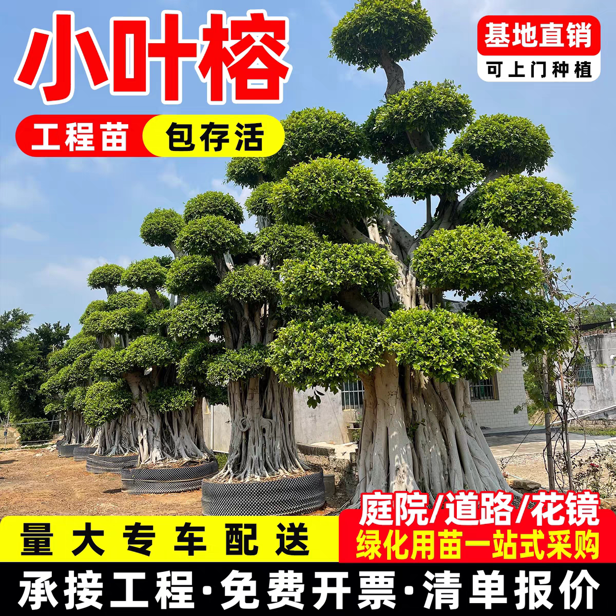 大型造型金钱榕盆景造型树四季常造型盆景