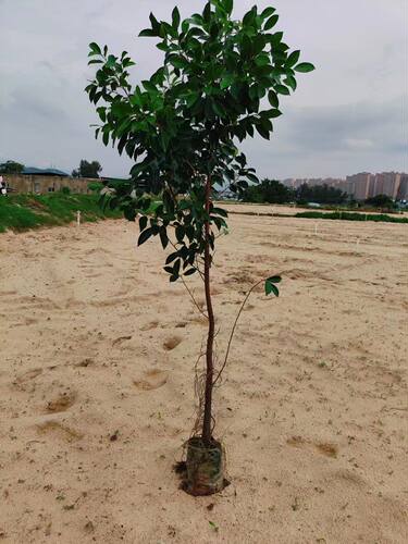 正宗小叶榕苗四季可种绿化树