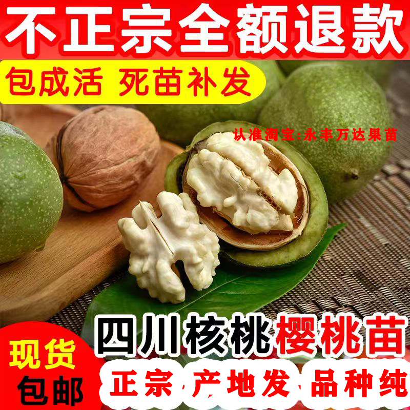 【正宗】核桃树嫁接苗