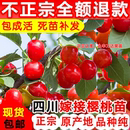 四川玛瑙红樱桃树苖车厘子树苗北南方种植樱桃苗树水果树果苗大全